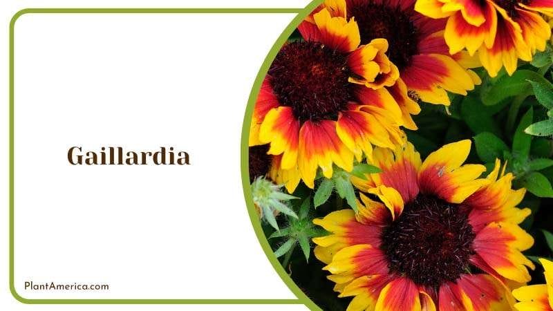 Gaillardia require sun exposure Plant America