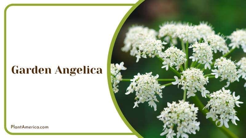 Garden Angelica has edible stem and roots Plant America