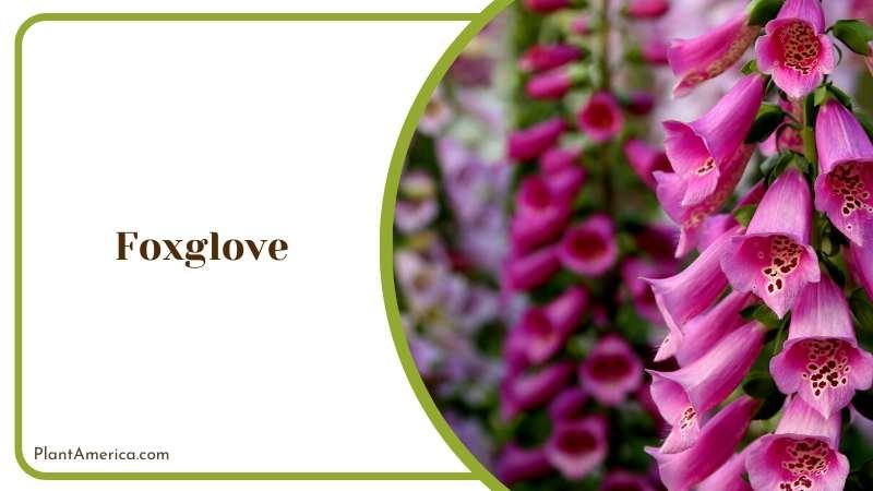 Garden Classic with Stunning Foxglove Plant America