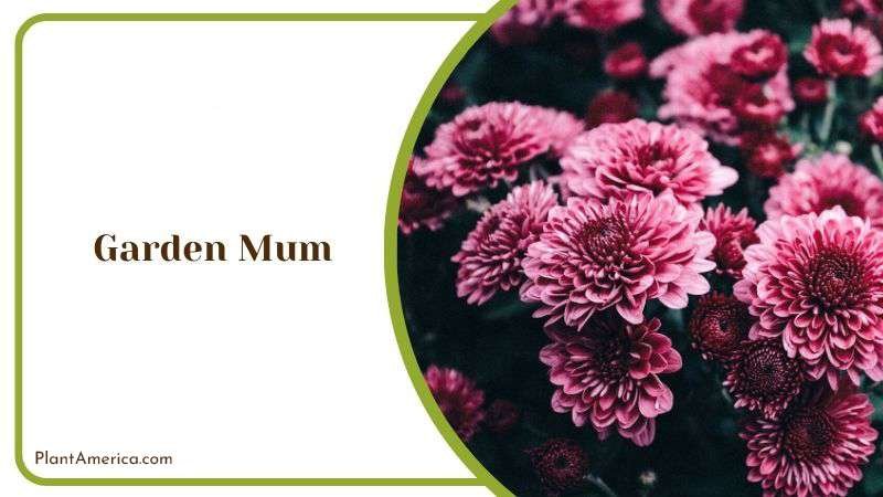 Garden Mum Plant America
