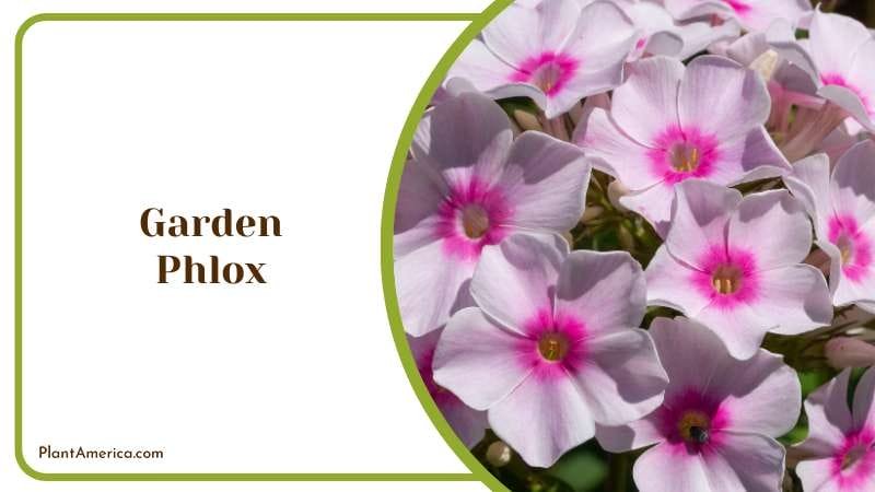 Garden Phlox Arrangements Plant America Garden Phlox Arrangements Plant America