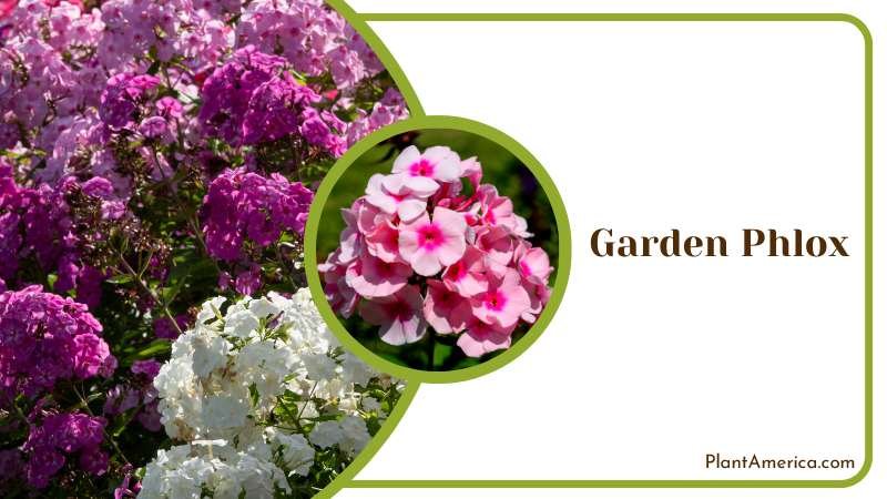 Garden Phlox Blooming in Garden Plant America