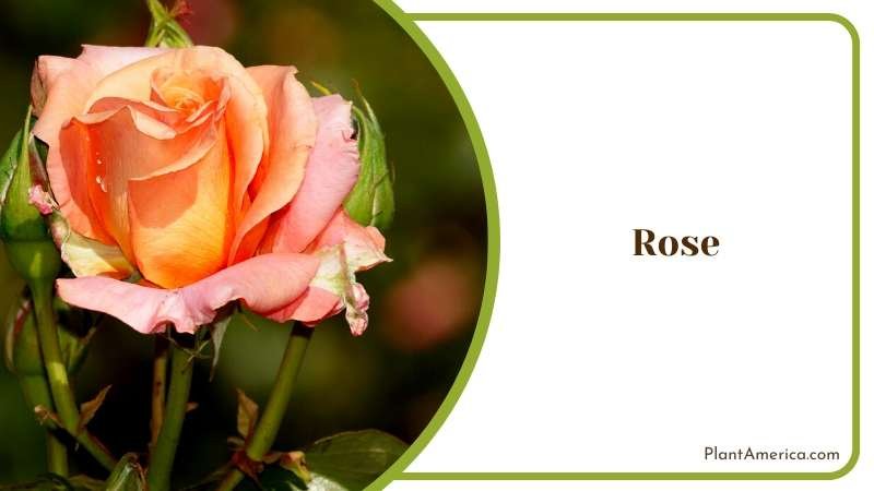Garden Staple A Classic Rose Plant America