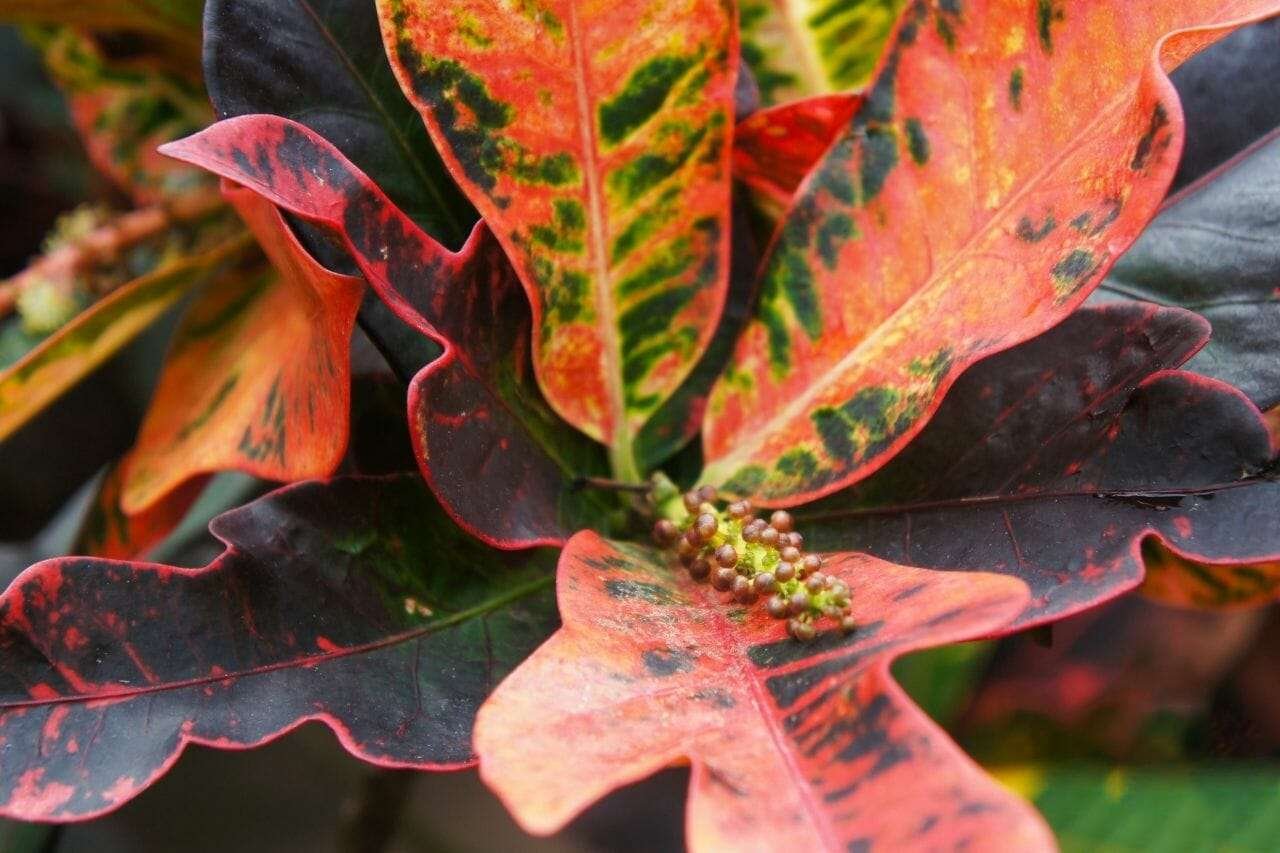 Garden croton mammi plant Plant America