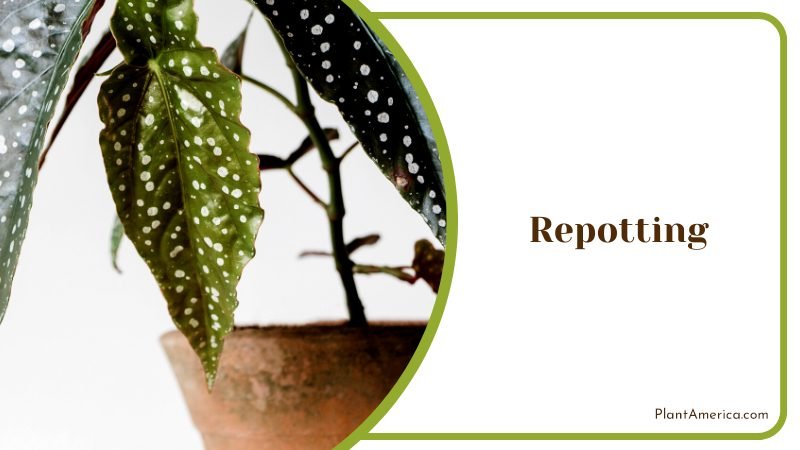 Garden with Begonia Maculata ~ PlantAmerica