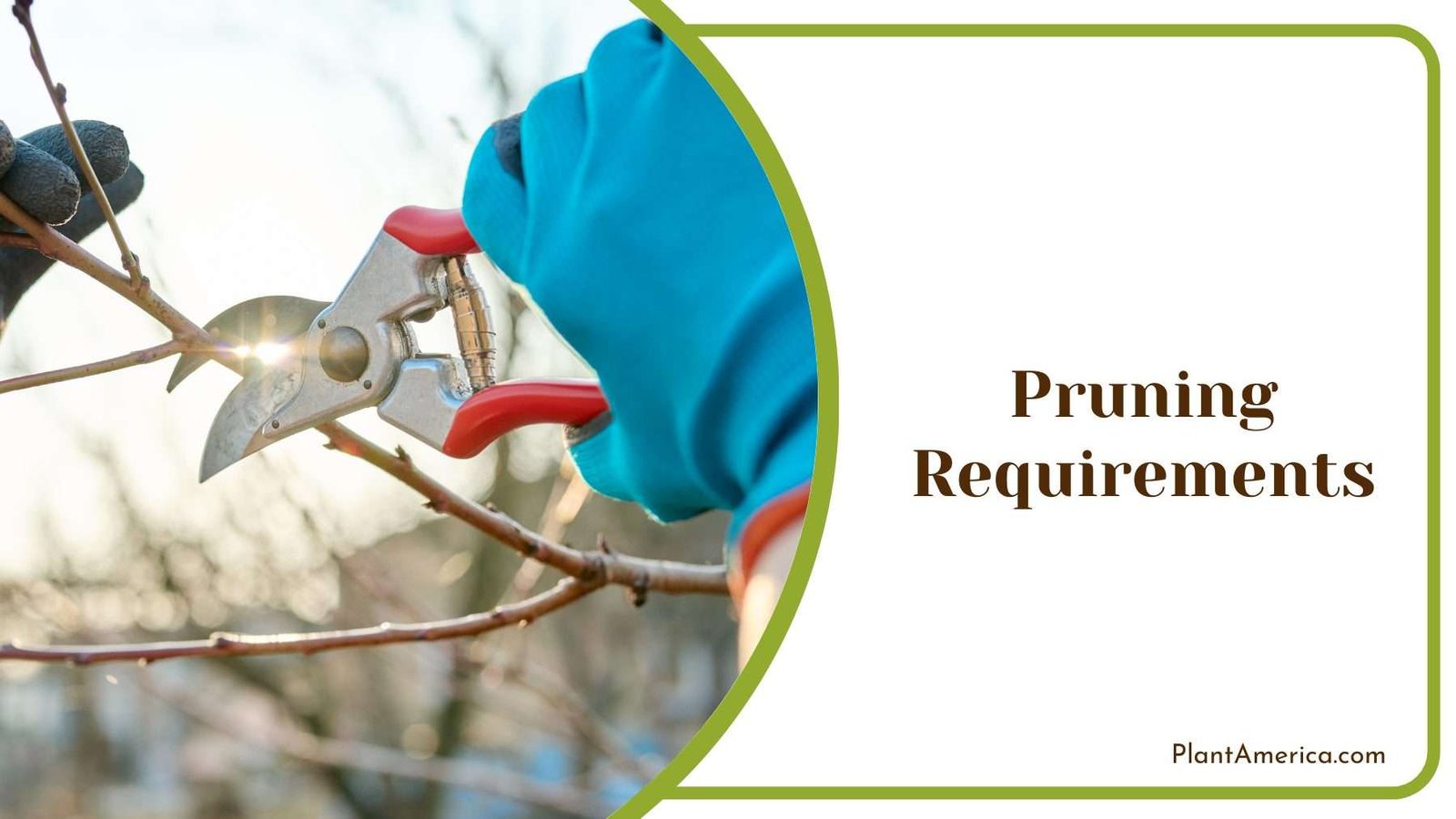Gardener Pruning The Tree Plant America