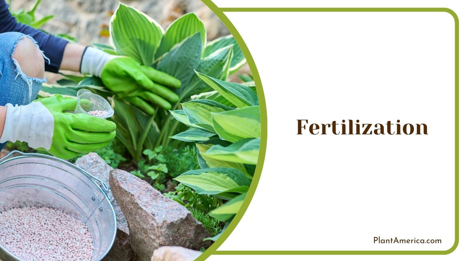 Gardener Putting Fertilizer On a Plant Plant America