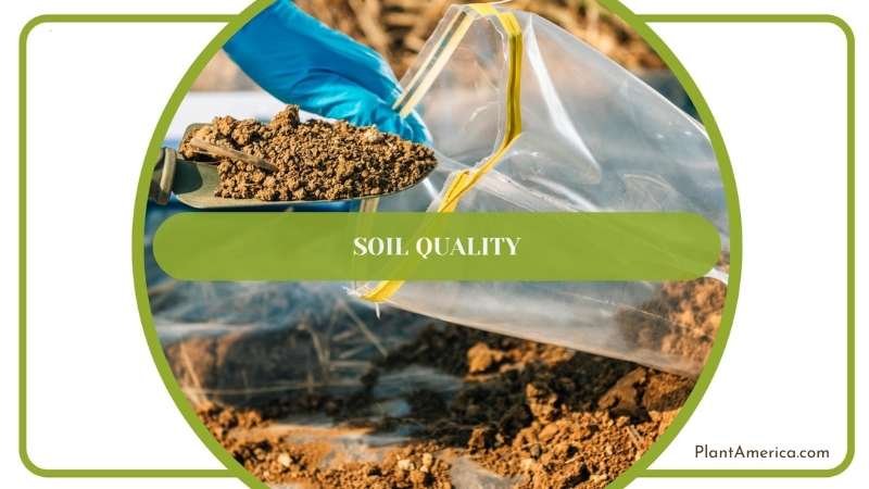 Gardener Taking a Sample From Soil For Examination Plant America