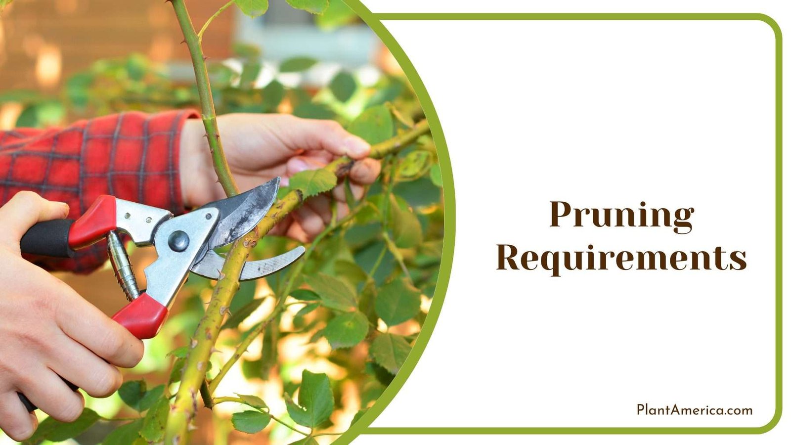 Gardener While Pruning Plant America