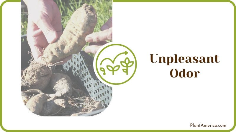 Gardener sorts out dahlia tubers PlantAmerica