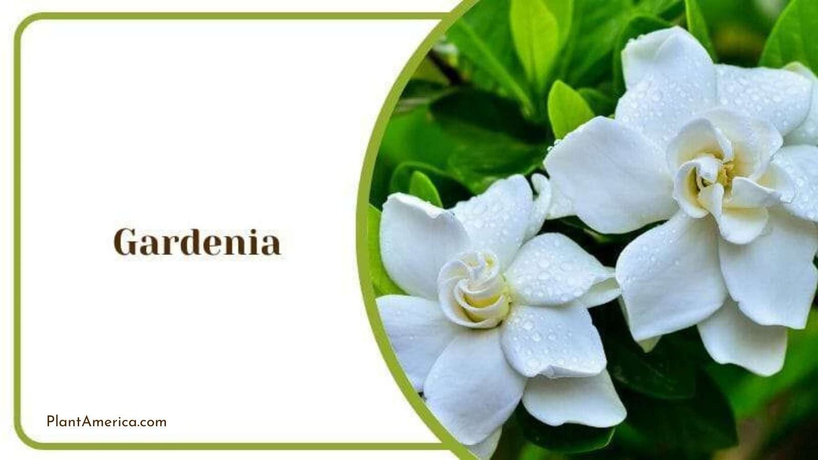 Gardenia Jasminnoides in Bloom Plant America