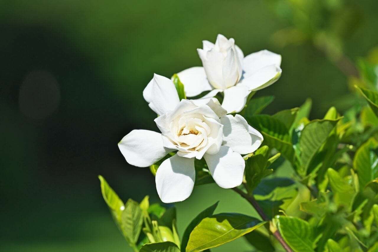 Gardenia Plant America