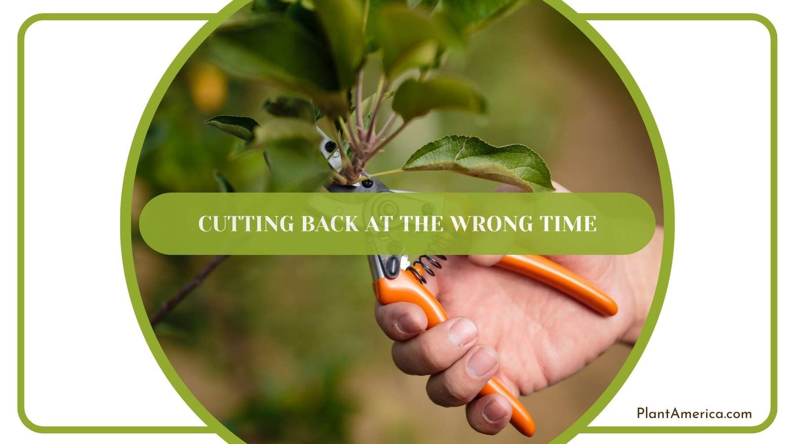 Gardening Scissor In Hand Of a Gardener Plant America