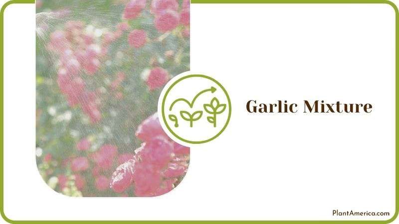 Garlic Mixture for Bugs Plant America Garlic Mixture for Bugs Plant America