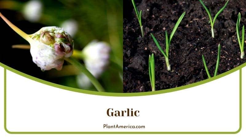 Garlic Plant in Garden PlantAmerica
