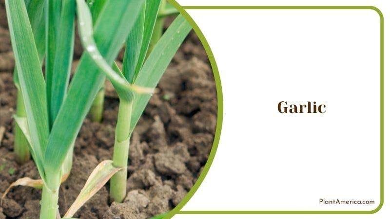 Garlic PlantAmerica