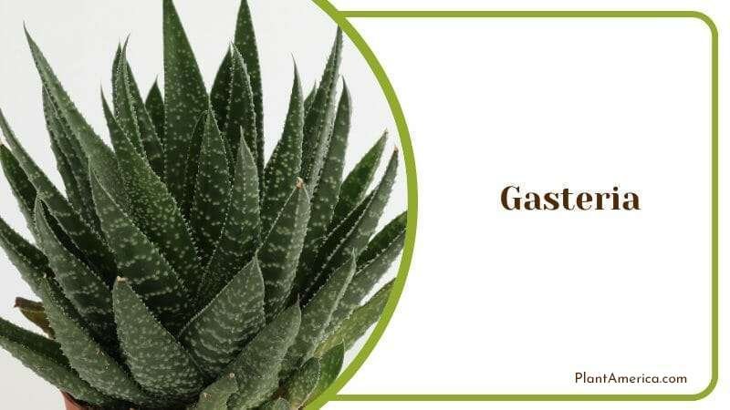 Gasteria Plant America