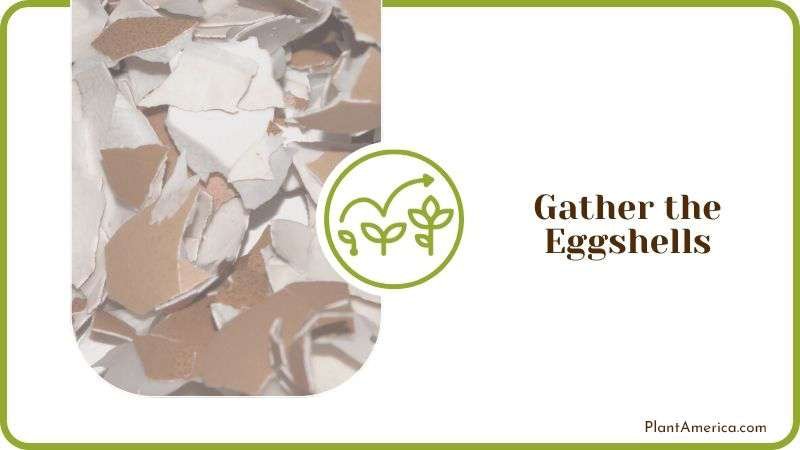 Gather the Eggshells Plant America