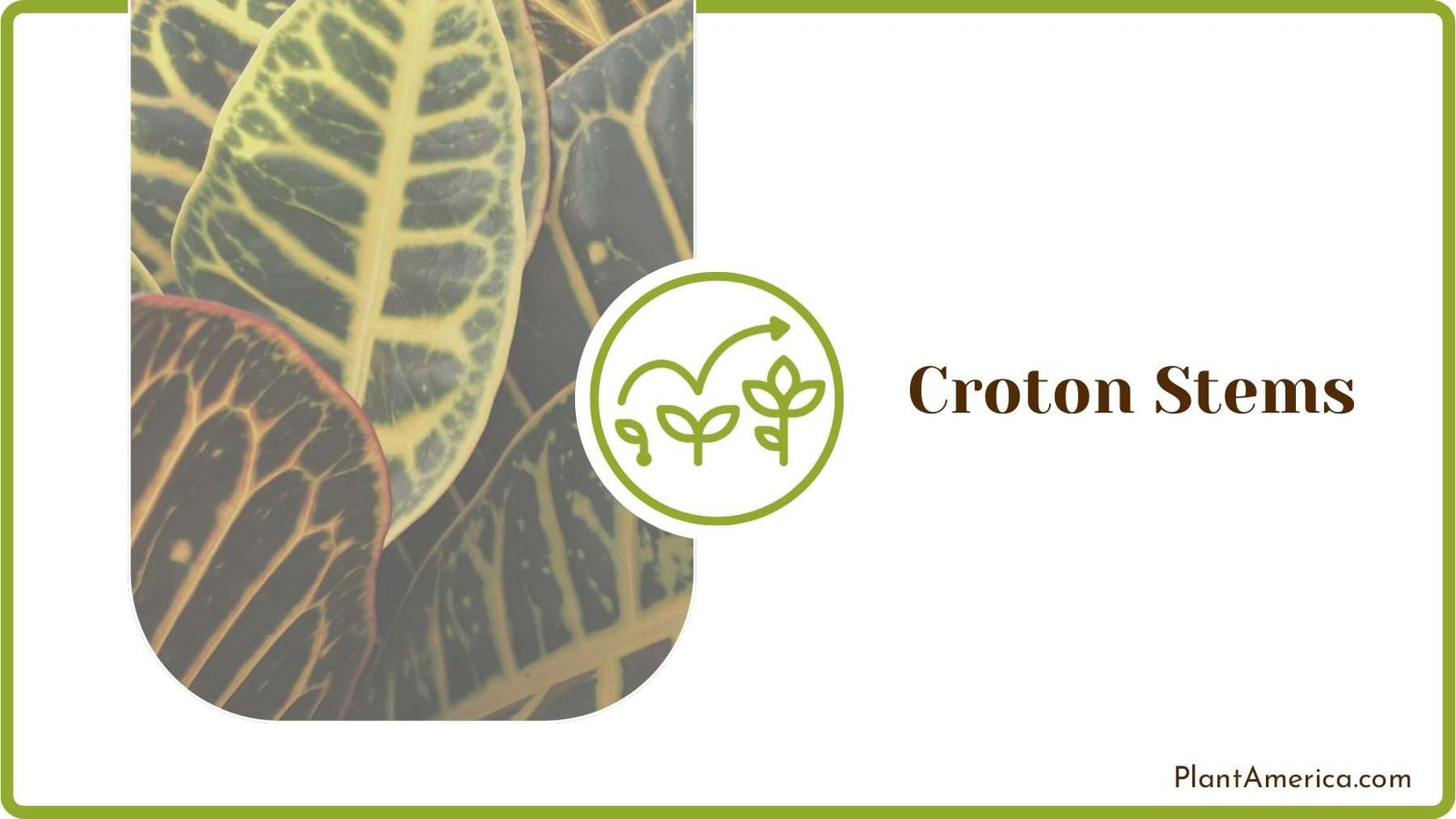 Gathering the Croton stems Plant America