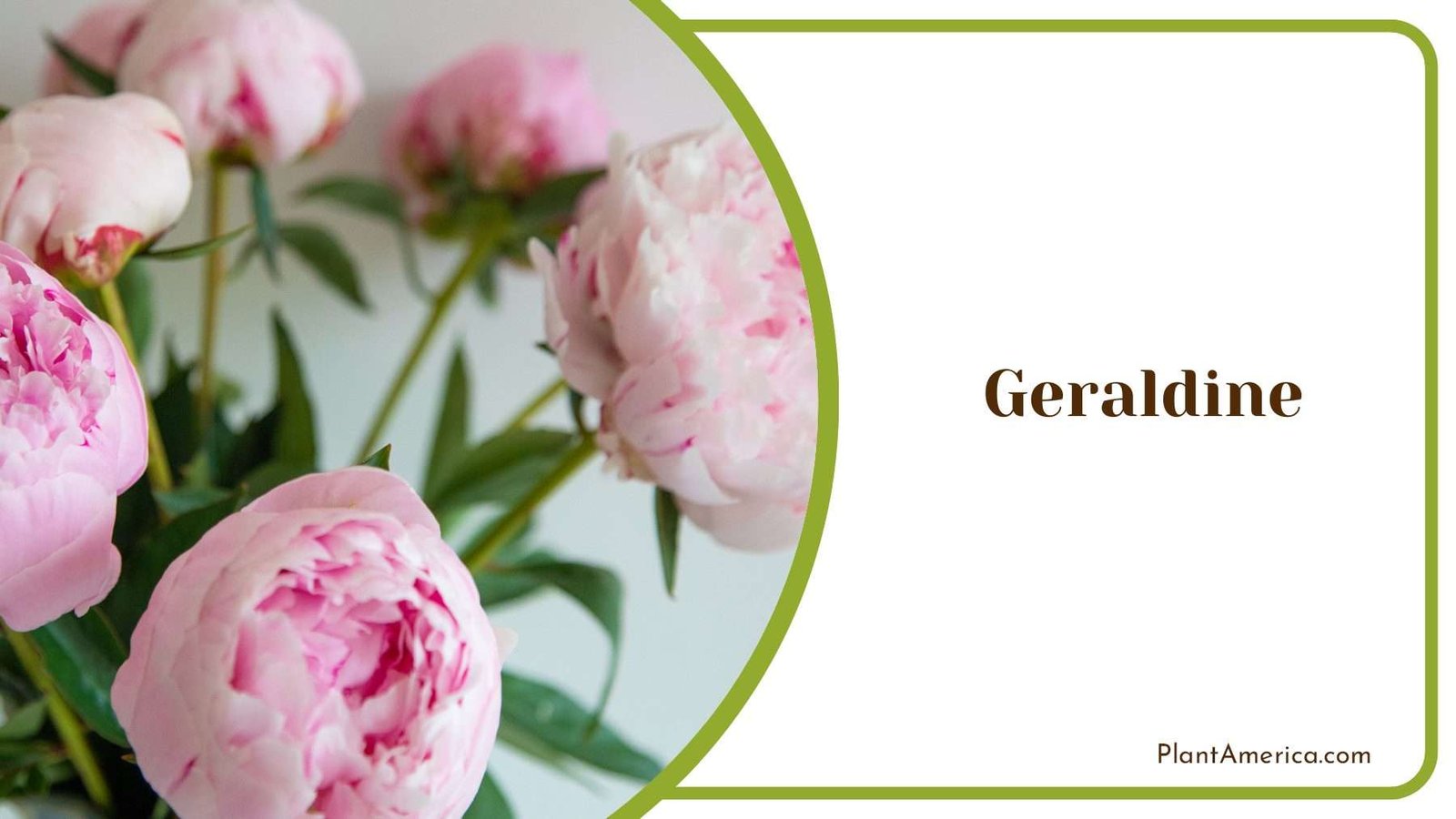 Geraldine In The Home Decor Plant America