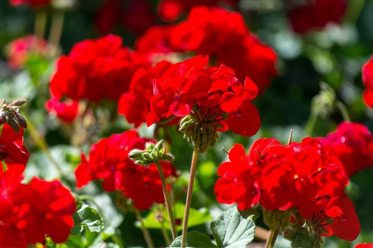 Geranium Plant America