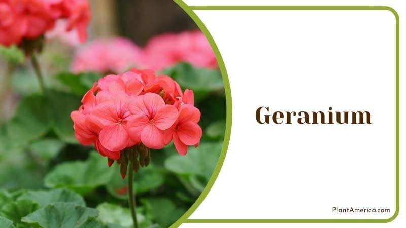 Geranium strong citrusy and floral smell PlantAmerica