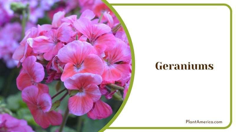Geraniums Flower Plant America Geraniums Flower Plant America
