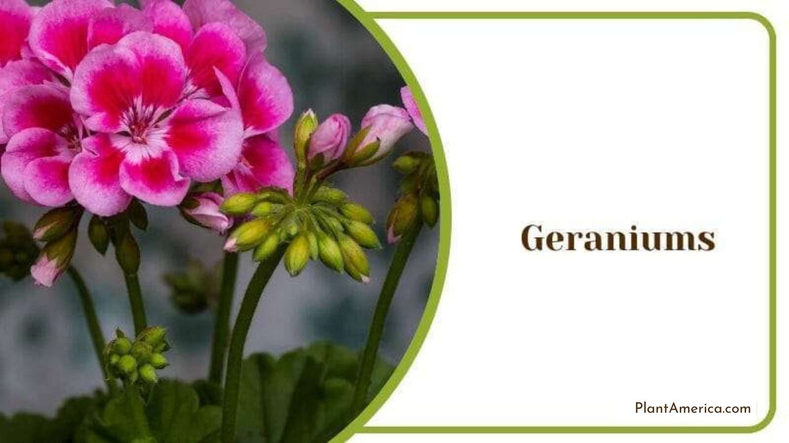 Geraniums with Pink Petals Plant America