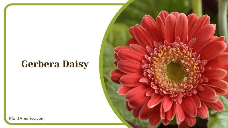 Gerbera Daisy Plant America 2