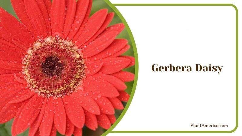 Gerbera Daisy Plant America