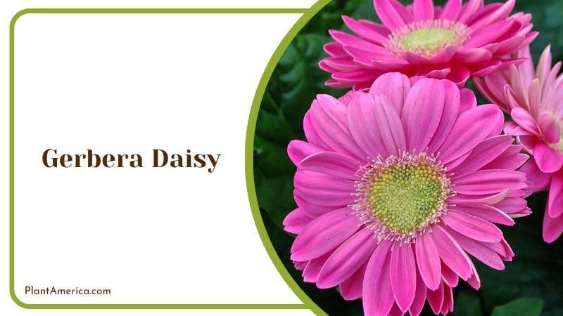 Gerbera Daisy blooming in the spring Plant America