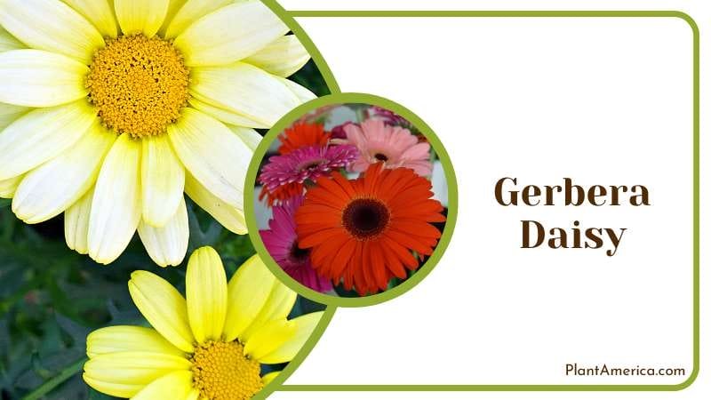 Gerbera Daisy bright daisy like flowers Plant America