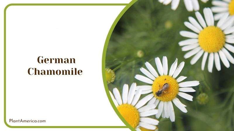 German Chamomile Plant America