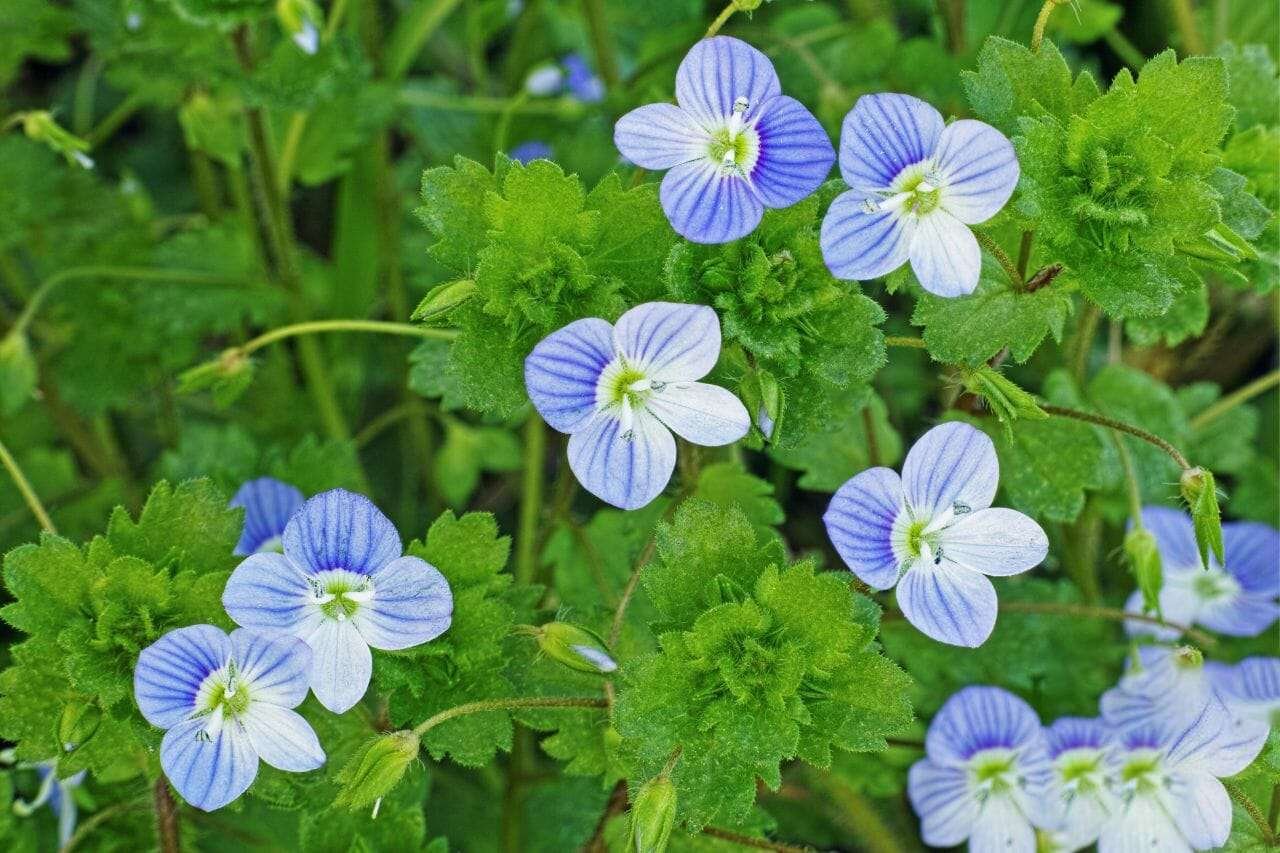Germander Plant America
