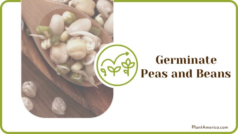 Germinate Peas and Beans Plant America Germinate Peas and Beans Plant America