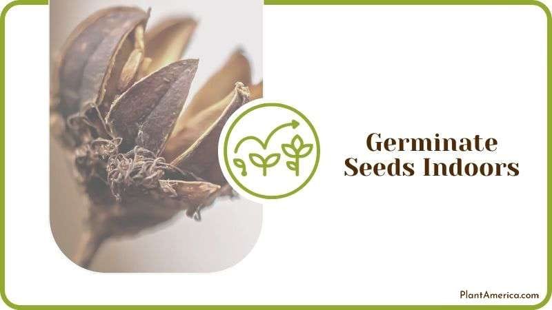Germinate Seeds Indoors Plant America