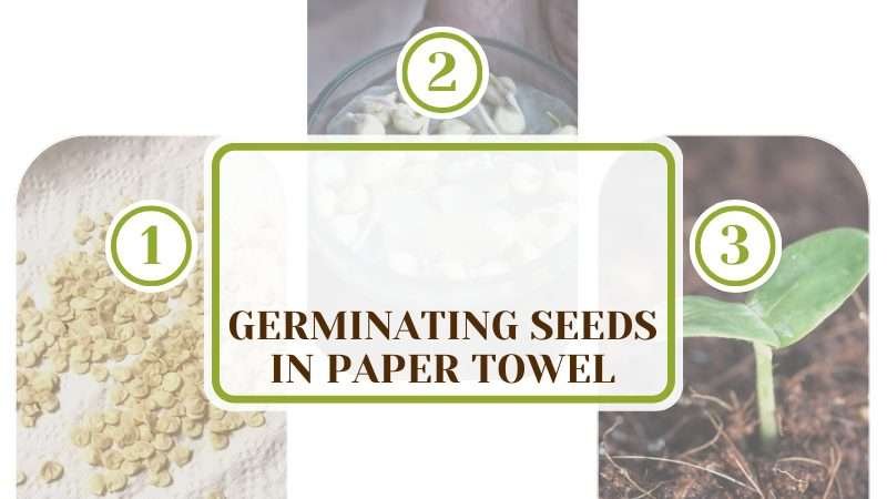 Germinating Seeds in Paper Towel Plant America Germinating Seeds in Paper Towel: Top Expert Secrets Revealed