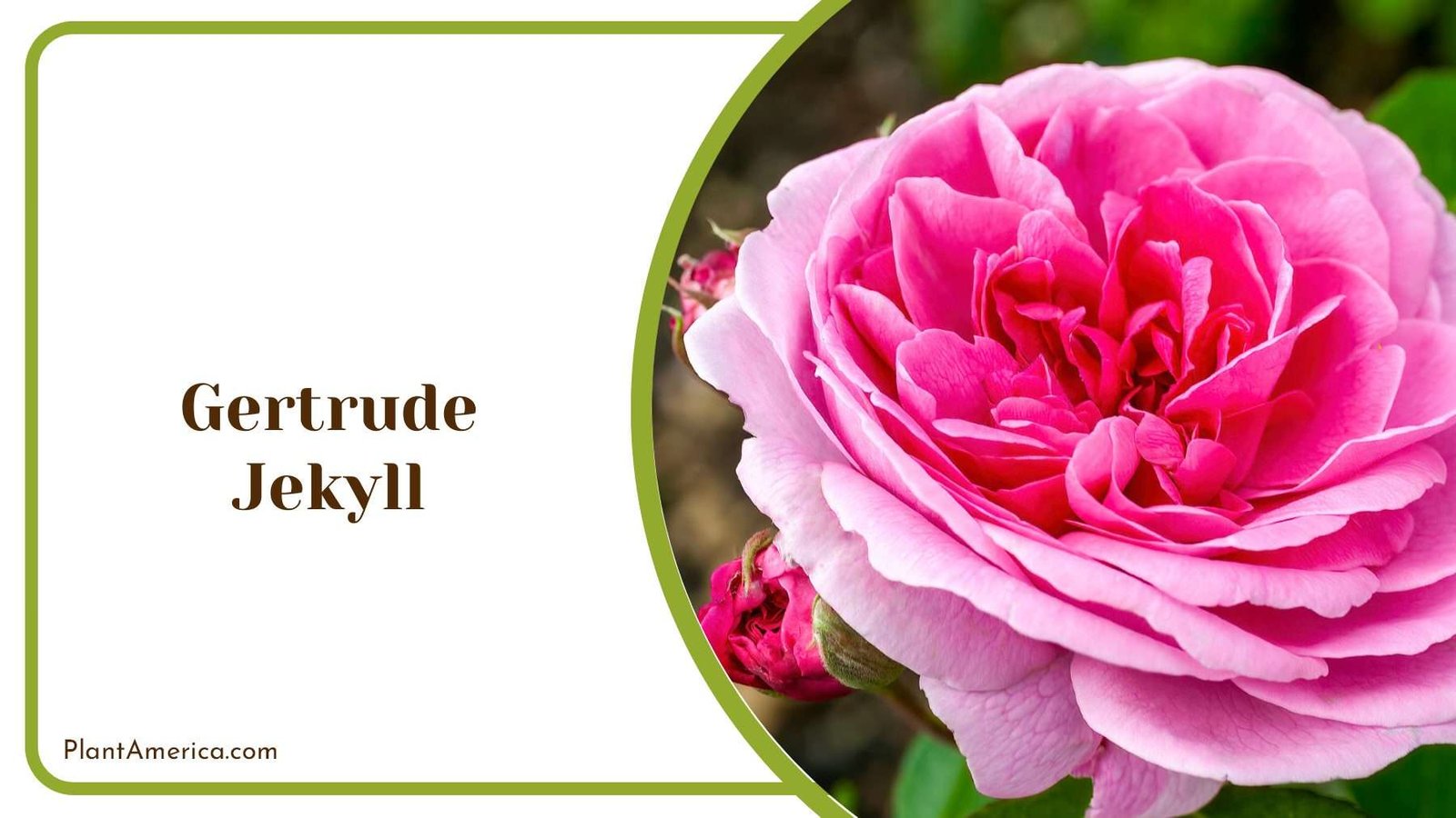 Gertrude Jekyll Blooms Plant America