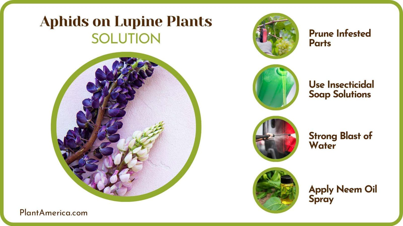 Get Rid of Aphids From Mums Plant America Get Rid of Aphids From Mums Plant America