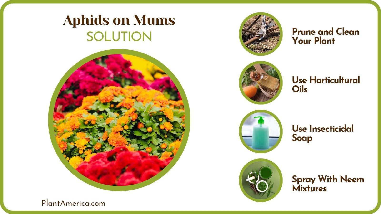 Get Rid of Aphids From Mums PlantAmerica