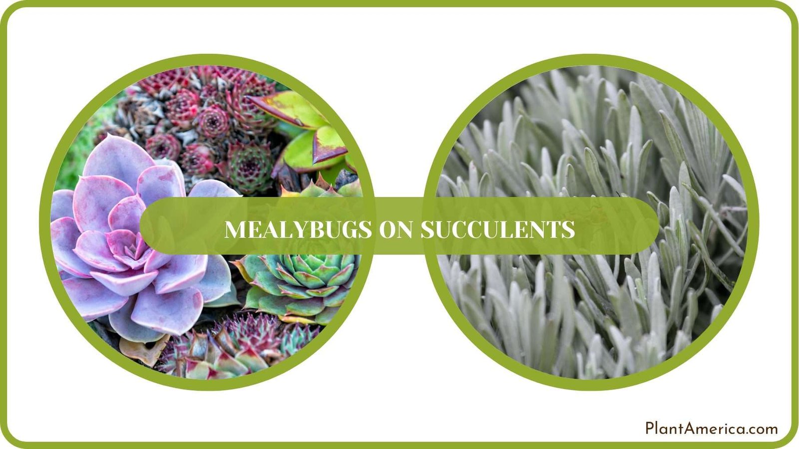 Get Rid of Bugs on Succulents Plant America
