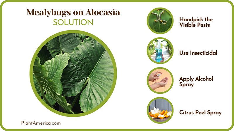 Get Rid of Mealybugs on Alocasia ~ PlantAmerica