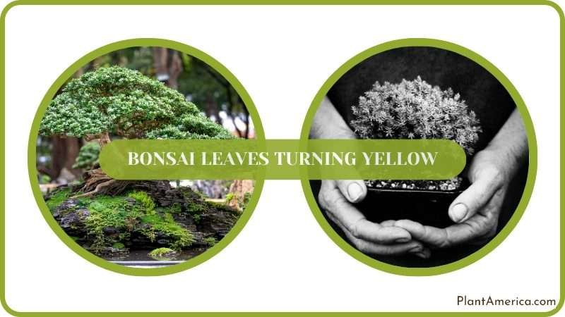 Get Rid of Yellow Bonsai Leaves Plantamerica