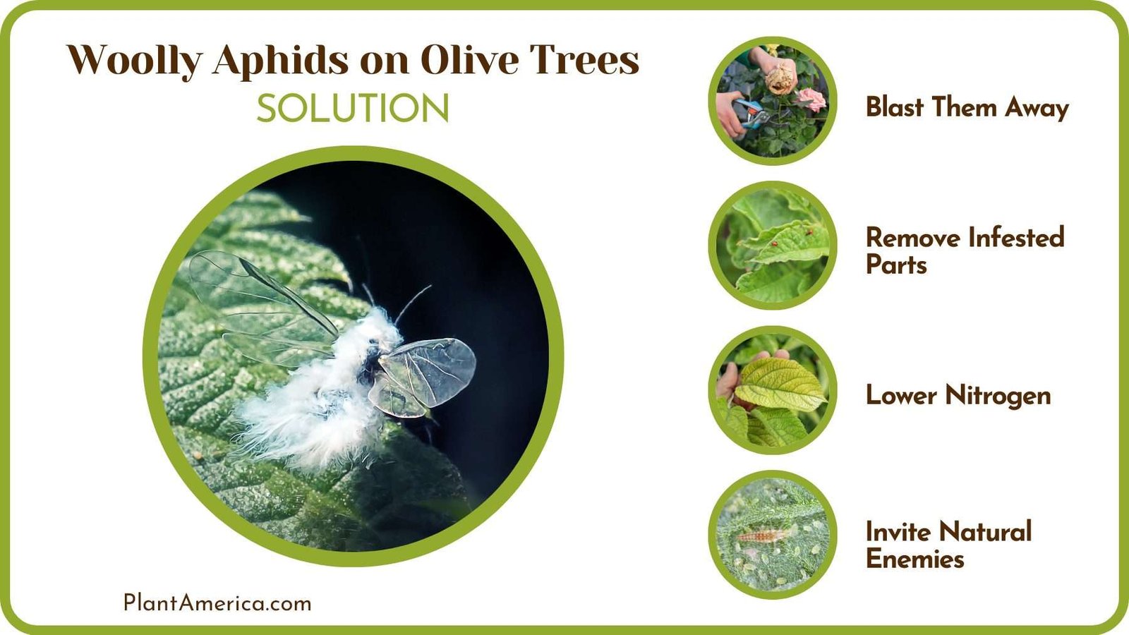 Get Rid of the Woolly Aphids PlantAmerica Get Rid of the Woolly Aphids PlantAmerica