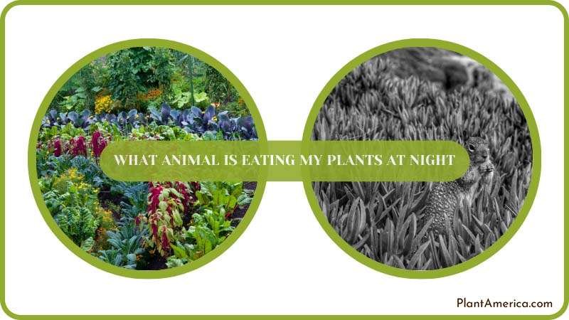 Get rid of Animals from eating my plants Plant America Get rid of Animals from eating my plants Plant America