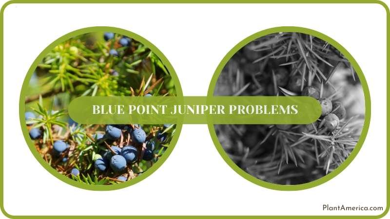 Get rid of Blue Point Juniper Problem Plant America