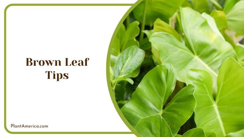 Get rid of Brown Leaf PlantAmerica