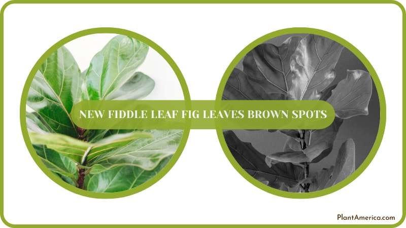 Get rid of Brown Spots on New Fiddle Leaf Fig Leaves Plant America