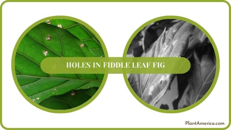 Get rid of Holes in Fiddle Leaf Fig PlantAmerica
