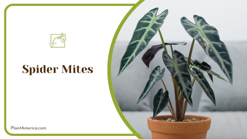 Get rid of Spider Mites ~ PlantAmerica